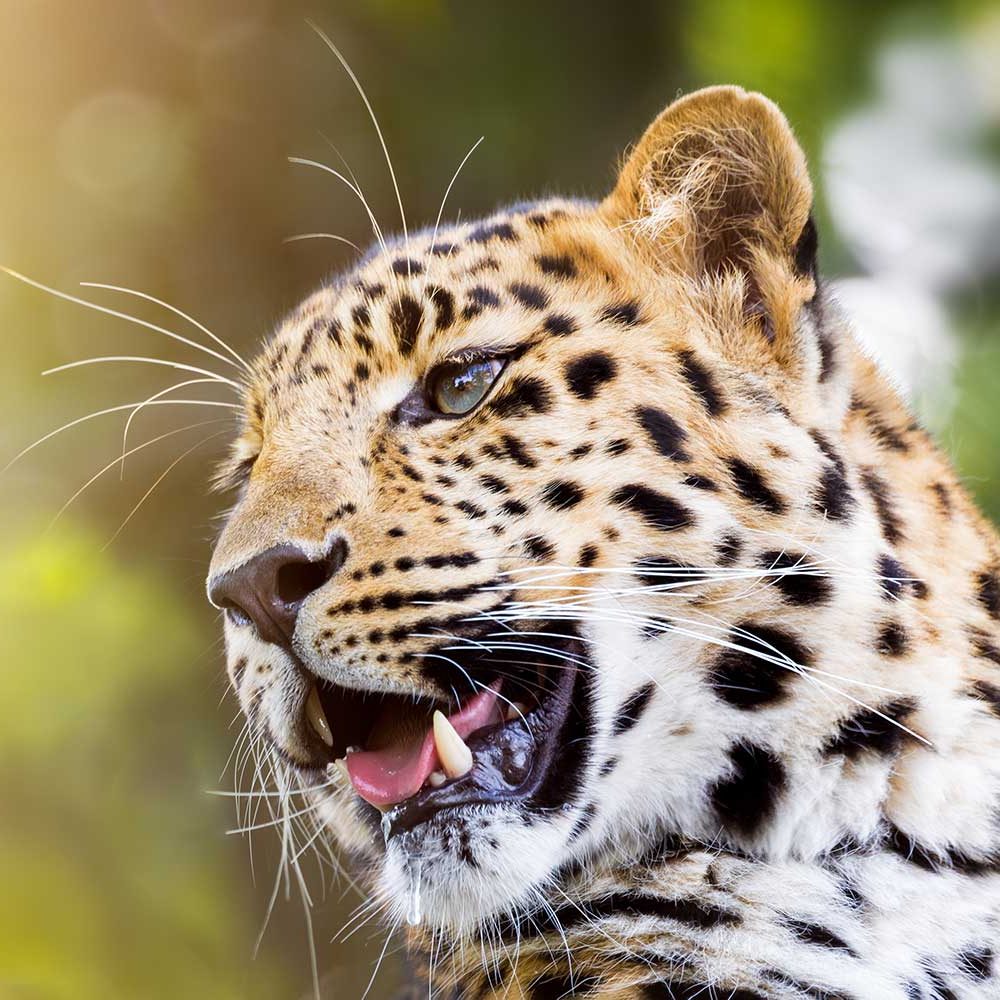 Amur Leopard Wallenfels Eyewear