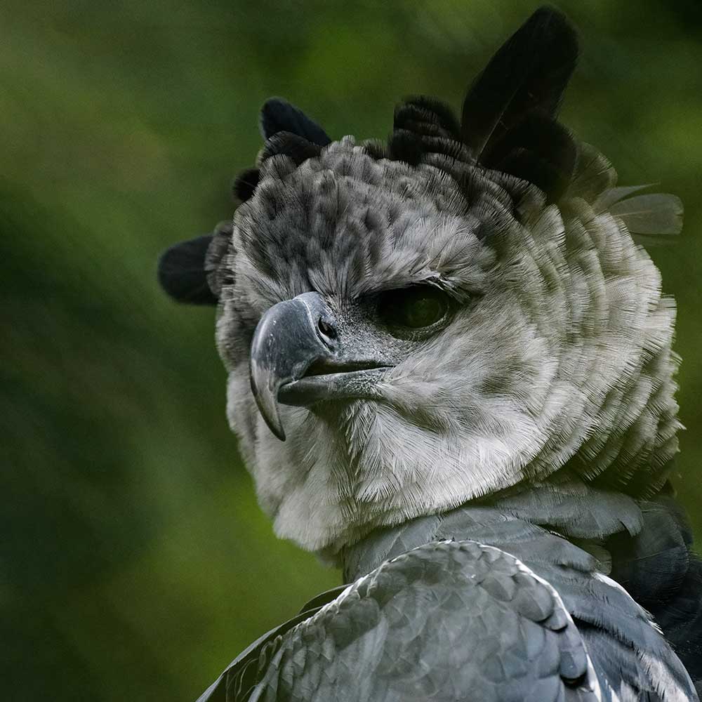 Harpia Haryie Wallenfels Eyewear