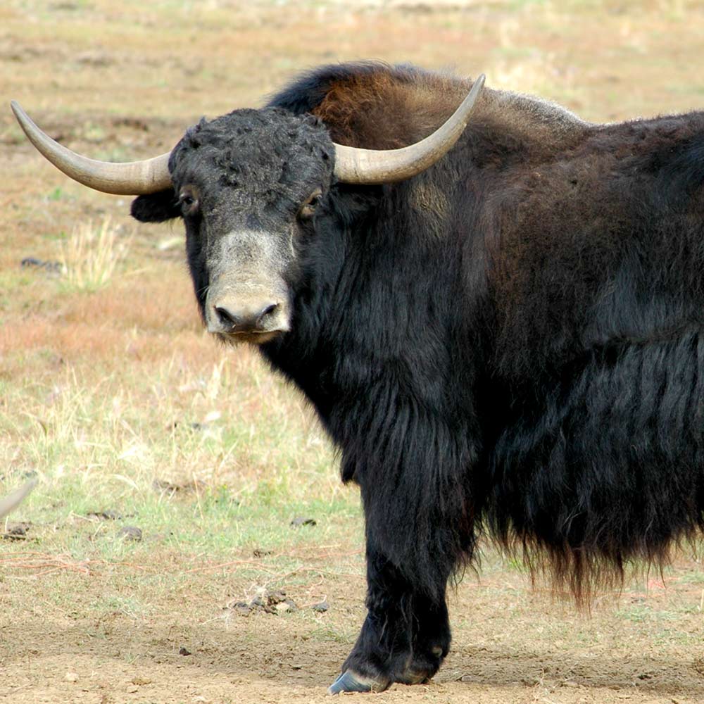 Yak Wallenfels Eyewear