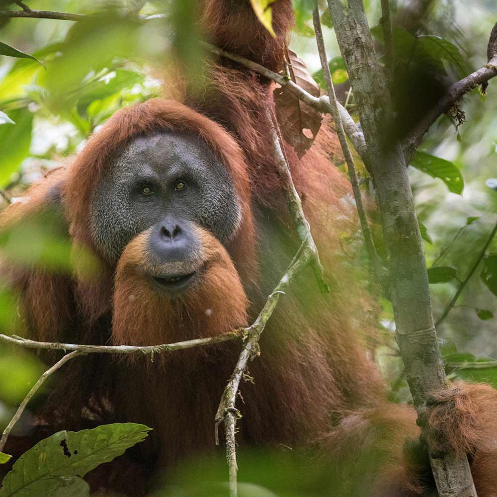 Pongo Orangutan Wallenfels Eyewear