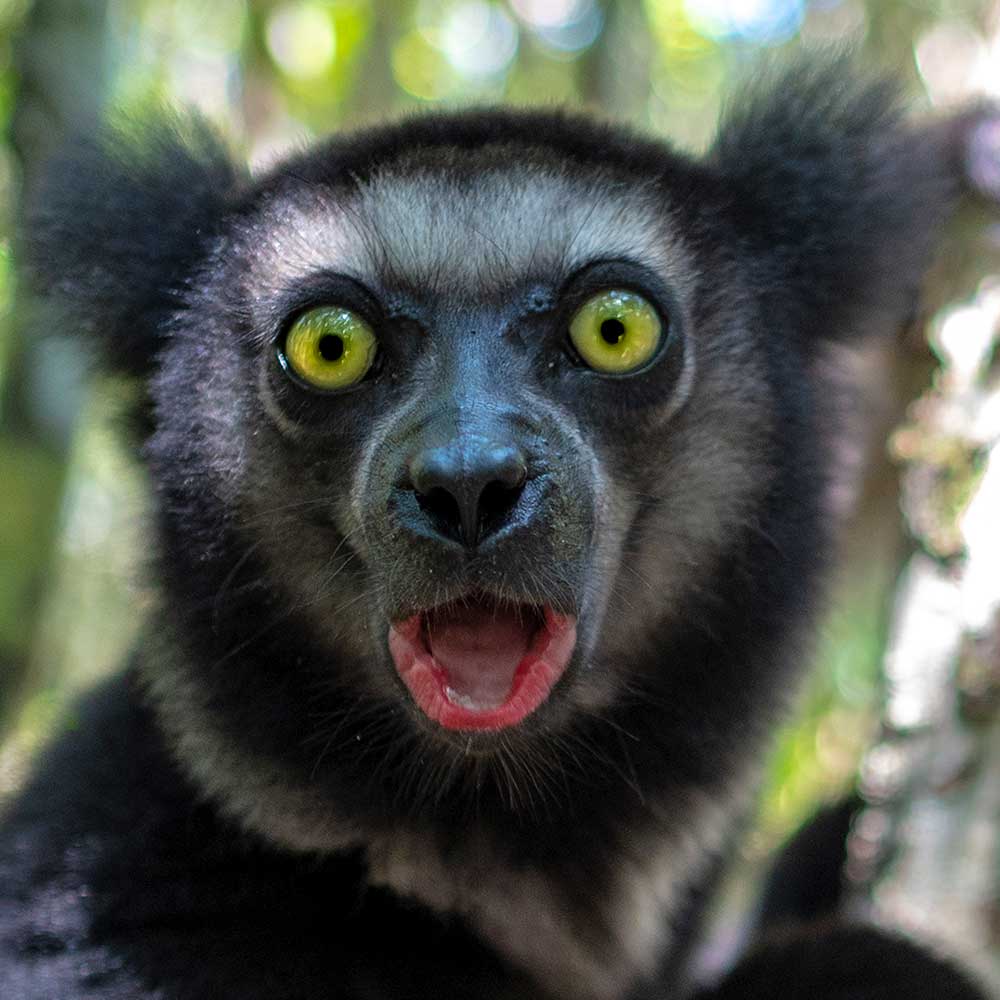 Indri Lemur Wallenfels Eyewear