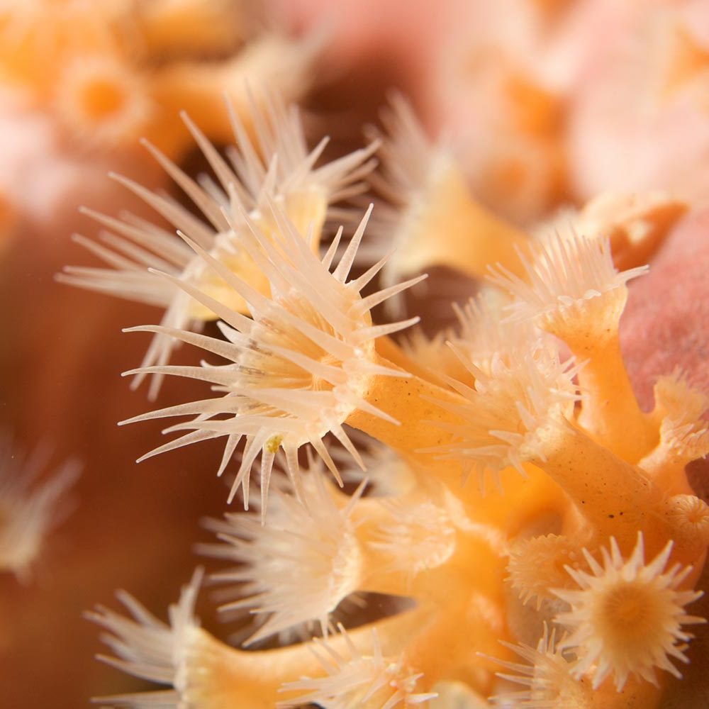 Korall Wallenfels Eyewear