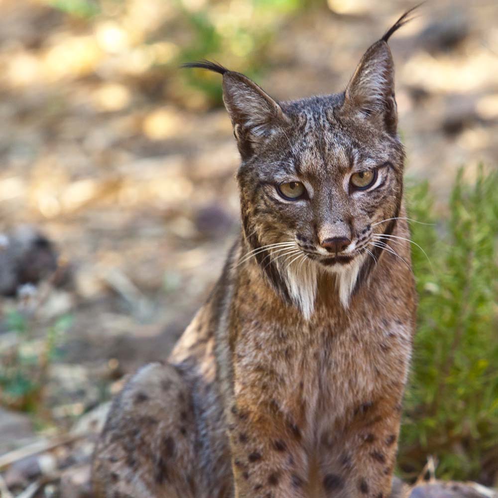 Lynx iberischer Luchs Wallenfels Eyewear