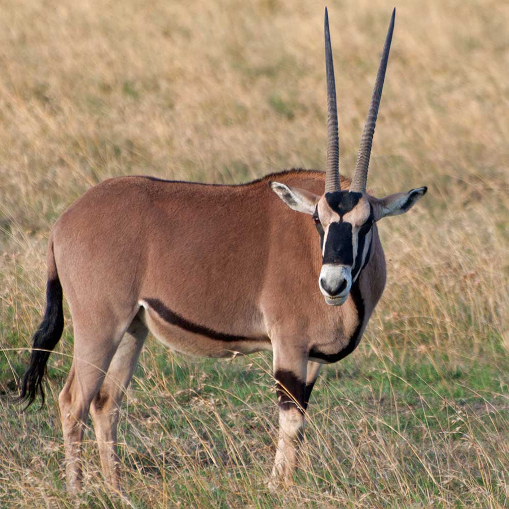 Oryx Beisa Antilope Wallenfels Eyewea